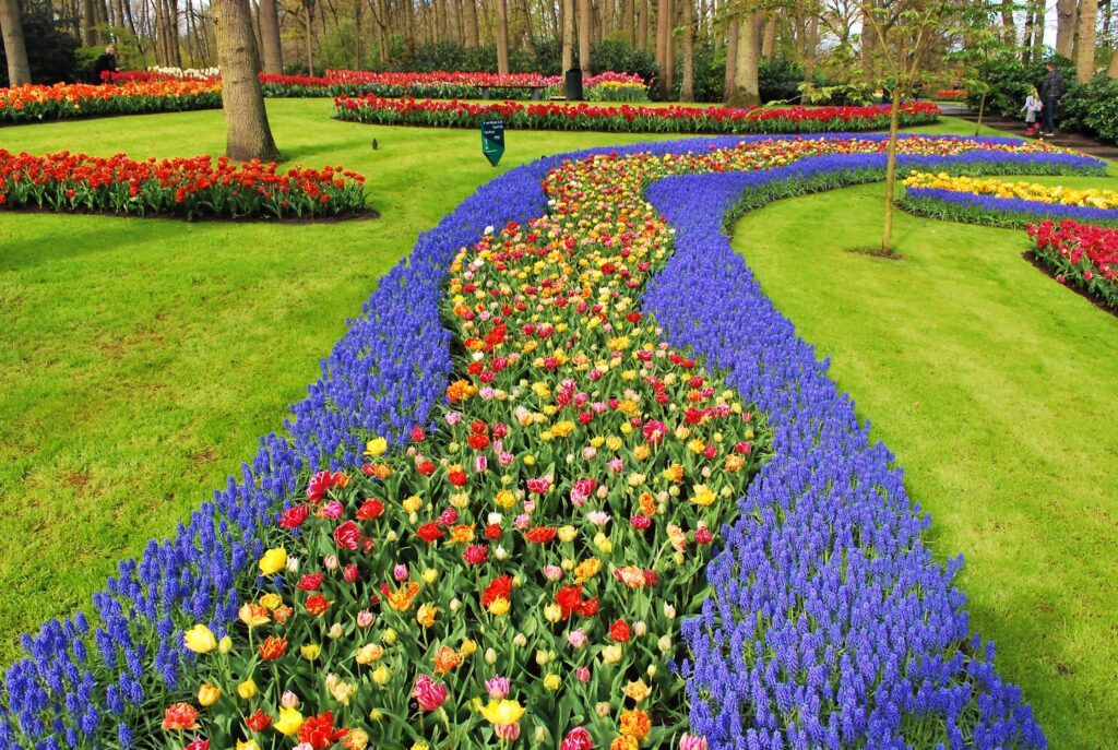 a field full of tulips 